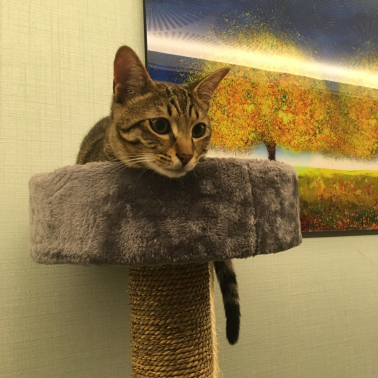 cat on a cat tower