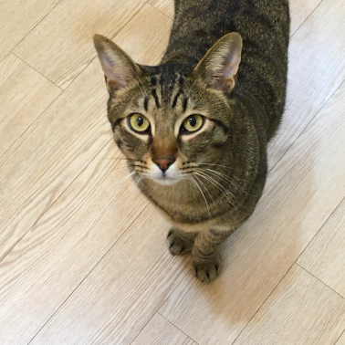 cat staring at you from the floor