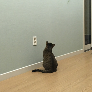 cat staring at the wall