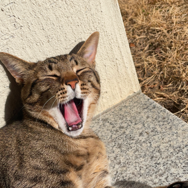 cat yawning