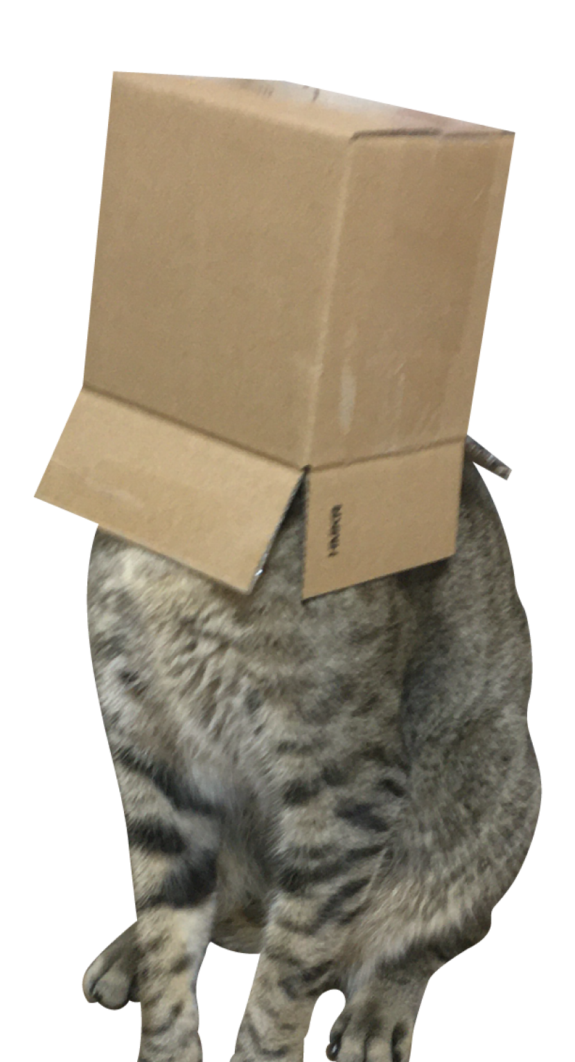 hodu the cat with his head in the box